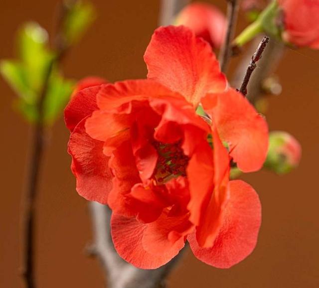 “三八节”春花斗艳国风盆栽、鲜花单支礼品装最“戳”妈妈心！(图5)