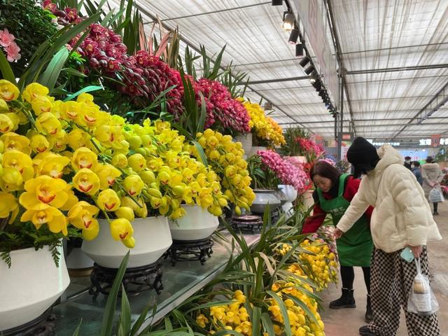 新春时节成都花卉消费“春暖花开”(图3)