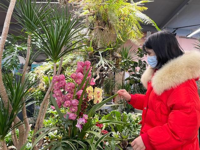 新春时节成都花卉消费“春暖花开”(图2)