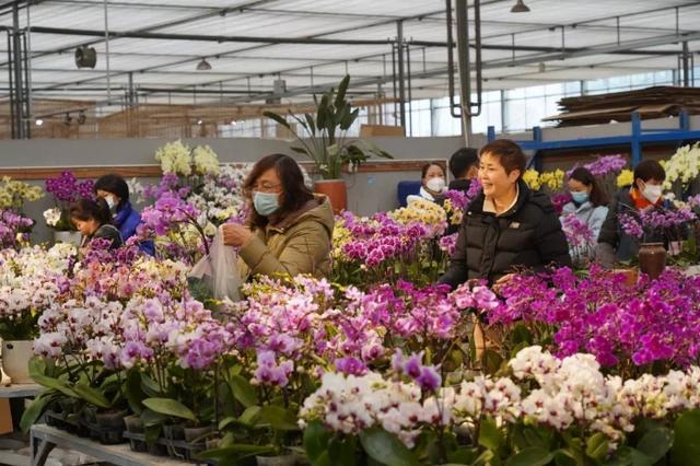 新春时节成都花卉消费“春暖花开”(图7)