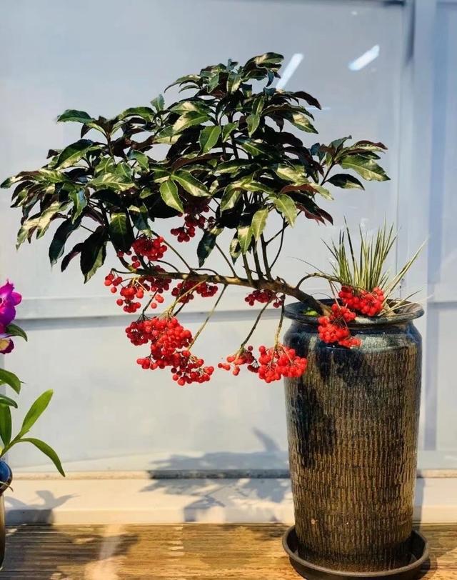 新春时节成都花卉消费“春暖花开”(图6)
