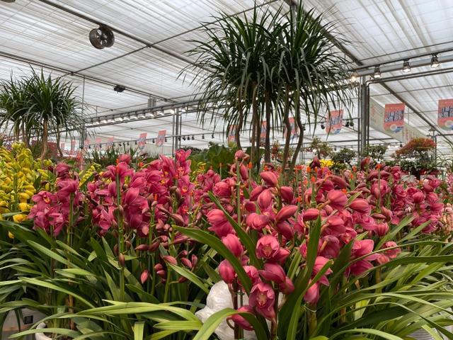 新春时节成都花卉消费“春暖花开”(图5)