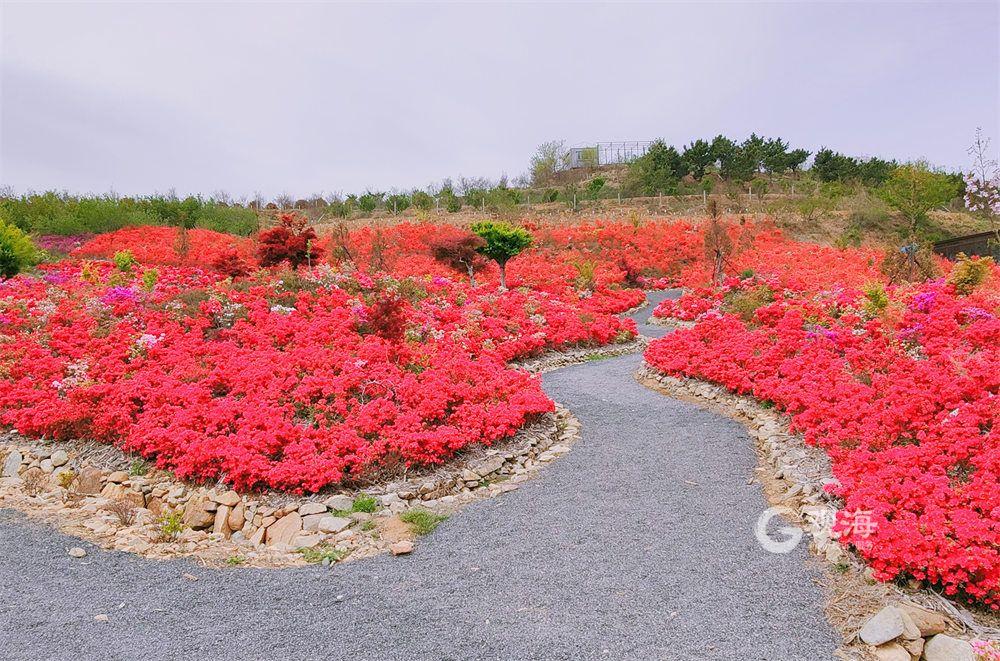 五一假期在青岛去哪玩？这份观花采摘攻略可以考虑一下(图3)