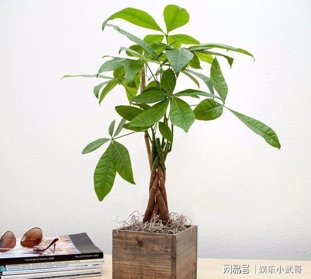 盆栽植物作为礼品的创意你更喜欢用哪些花卉作为礼物？(图2)