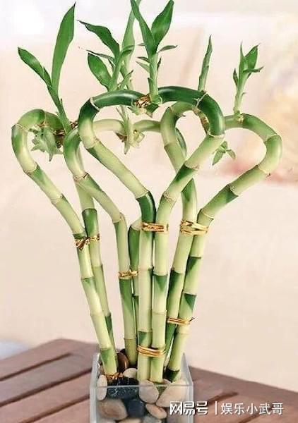 盆栽植物作为礼品的创意你更喜欢用哪些花卉作为礼物？(图3)