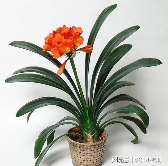 盆栽植物作为礼品的创意你更喜欢用哪些花卉作为礼物？(图5)