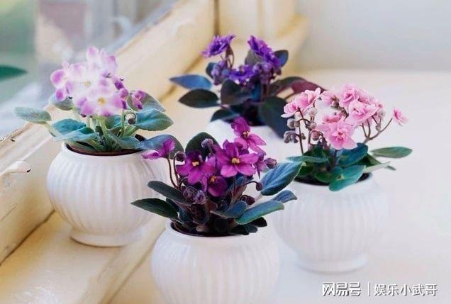 盆栽植物作为礼品的创意你更喜欢用哪些花卉作为礼物？(图4)