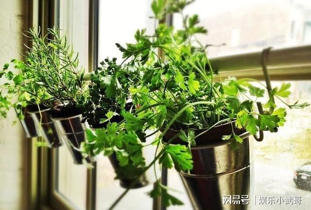 盆栽植物作为礼品的创意你更喜欢用哪些花卉作为礼物？(图6)