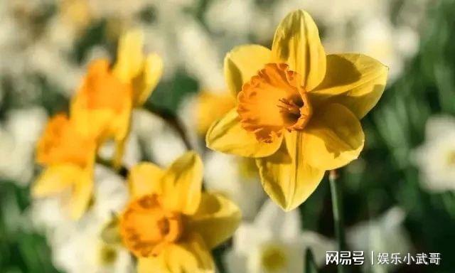 盆栽植物作为礼品的创意你更喜欢用哪些花卉作为礼物？(图7)