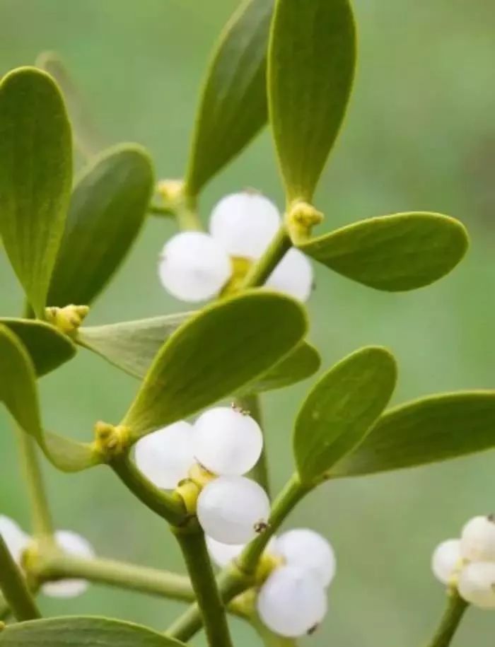 圣诞节花卉礼物大揭秘绝佳的植物礼品！(图10)