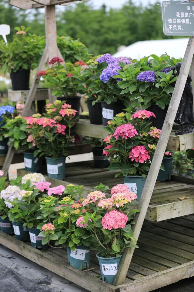 世园聚焦｜第二季度：高端花束、花卉绿植、家庭园艺持续出圈(图5)