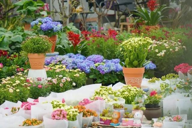 世园聚焦｜第二季度：高端花束、花卉绿植、家庭园艺持续出圈(图9)