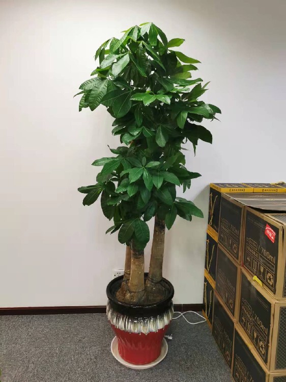 花卉租赁绿植租摆朝阳门承接绿植租赁服务(图3)