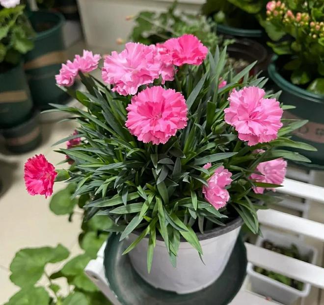 母亲节快到了礼物别乱送4种花最适合(图2)
