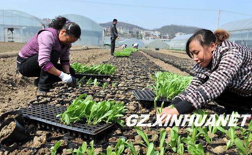 贵阳：鲜花成礼品 促进花卉产业大发展（组图）(图2)