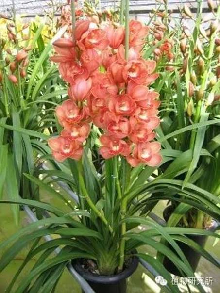 春节礼品花卉的养护(图2)