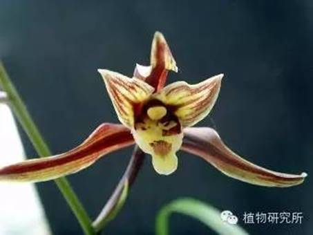 春节礼品花卉的养护(图3)