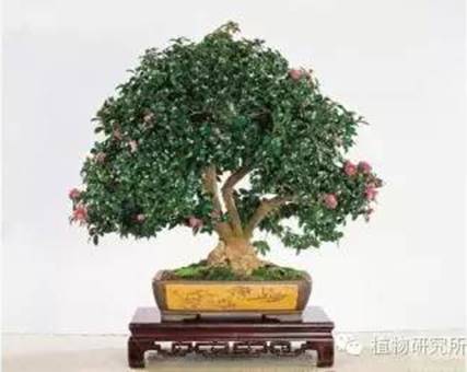 春节礼品花卉的养护(图5)