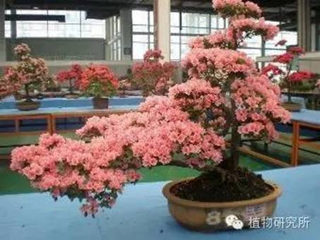 春节礼品花卉的养护(图4)