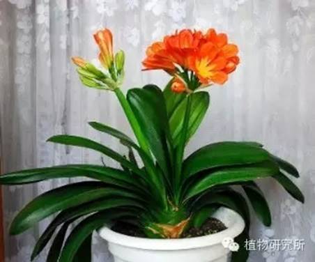 春节礼品花卉的养护(图7)