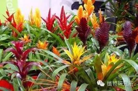 春节礼品花卉的养护(图6)