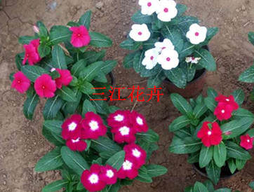 山东精品花卉(图2)