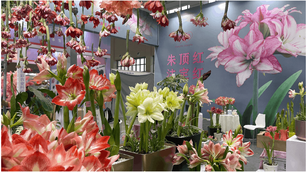 第二十一届中国昆明国际花卉展今日开幕！(图2)