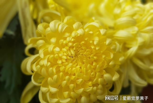 这三种花别轻易送人(图1)