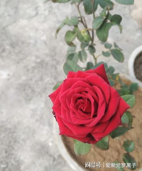这三种花别轻易送人(图3)