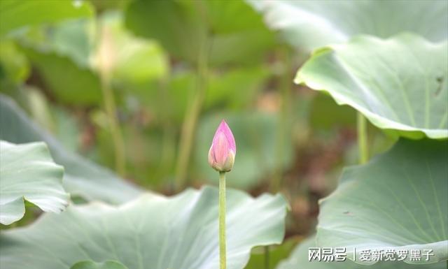 这三种花别轻易送人(图2)