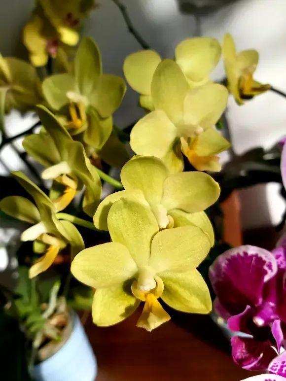 “一次性”蝴蝶兰？开完花就丢了？剪掉花箭明年照样开花(图2)