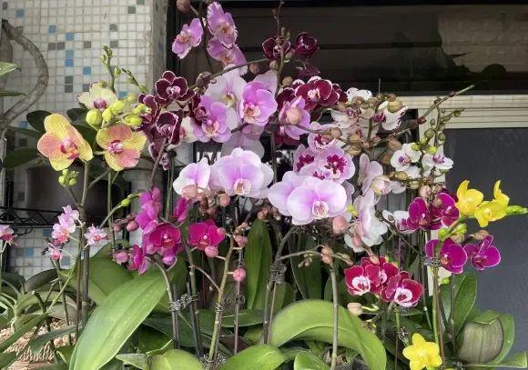 “一次性”蝴蝶兰？开完花就丢了？剪掉花箭明年照样开花(图3)