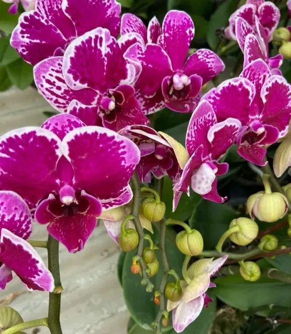 “一次性”蝴蝶兰？开完花就丢了？剪掉花箭明年照样开花(图4)