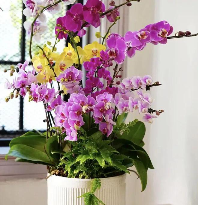 “一次性”蝴蝶兰？开完花就丢了？剪掉花箭明年照样开花(图5)