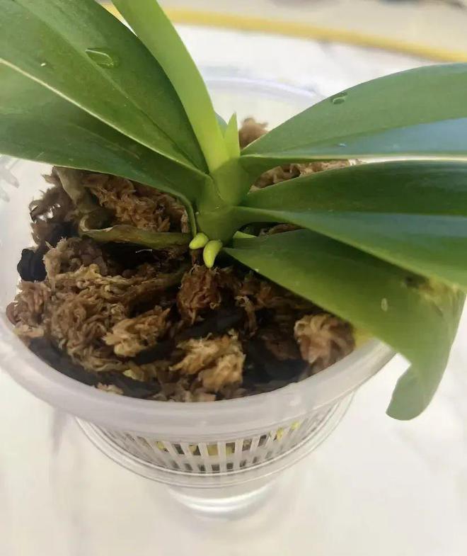 “一次性”蝴蝶兰？开完花就丢了？剪掉花箭明年照样开花(图7)