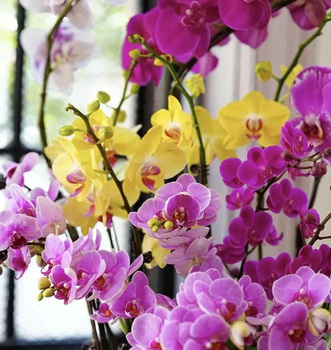 “一次性”蝴蝶兰？开完花就丢了？剪掉花箭明年照样开花(图6)