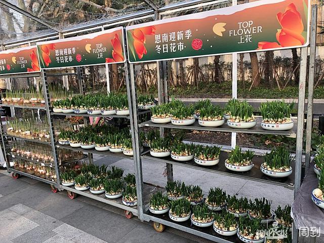 来上海市中心逛逛花的世界现场还有音乐会和文创设计！(图5)