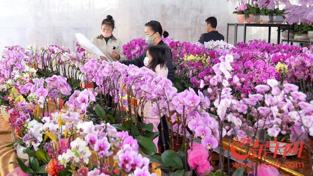@街坊们请查收广州荔湾花市全攻略！时间、地点、特色都在这了(图7)