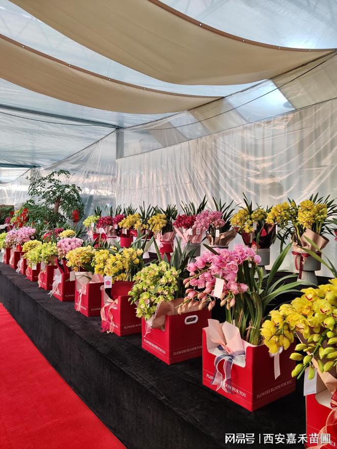 2024长安花礼年宵花展盛大开幕啦！(图3)