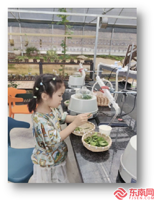 永泰县红星乡：建立香草种植“小基地” 做实人才培养“大文章”(图4)