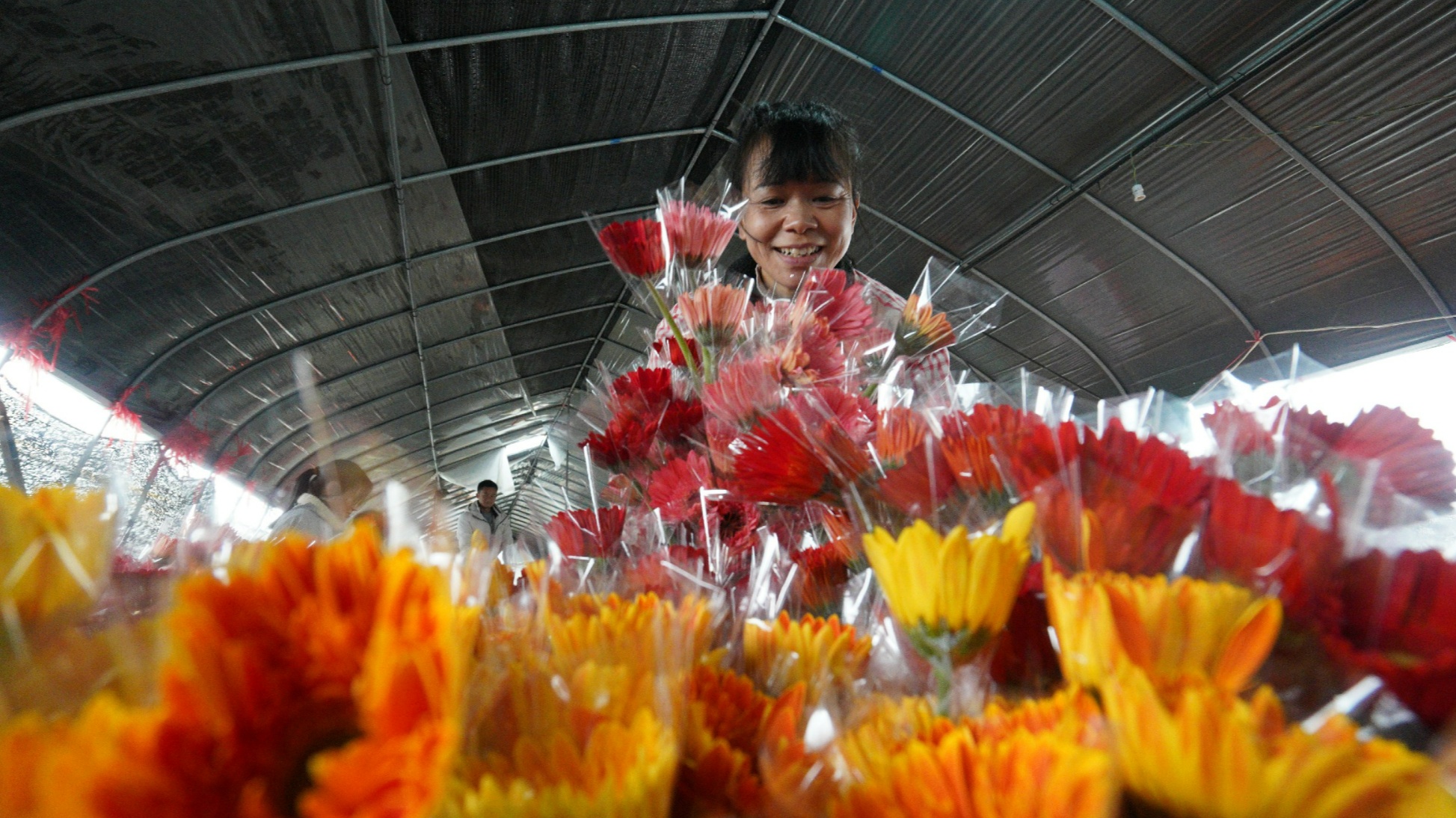 贵州黄平：新春临近 花卉基地供应忙(图3)