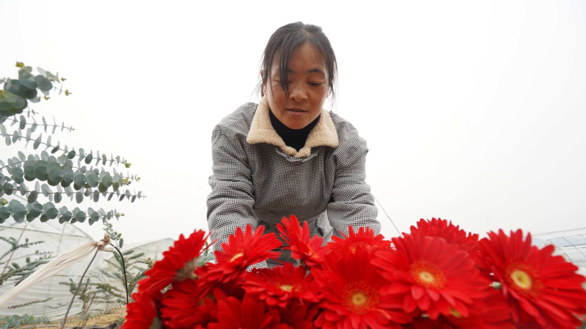 贵州黄平：新春临近 花卉基地供应忙(图2)