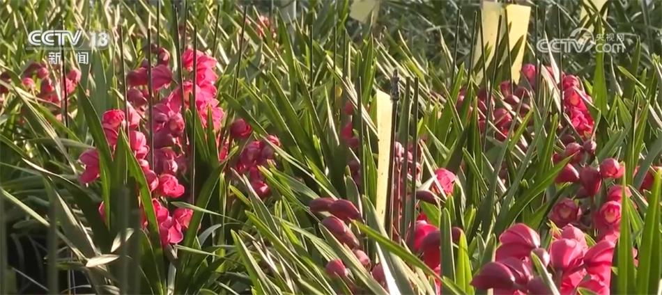 才下“舌尖”又上“心头” 春节临近年味浓 处处洋溢欢声笑语(图10)