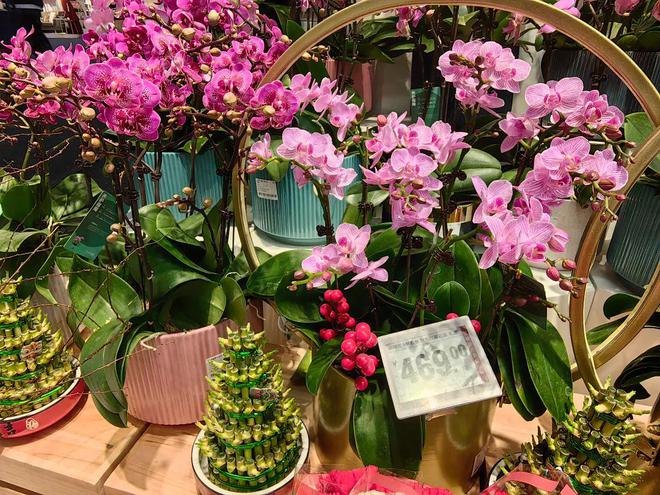 春节临近年宵花迎来热销(图3)