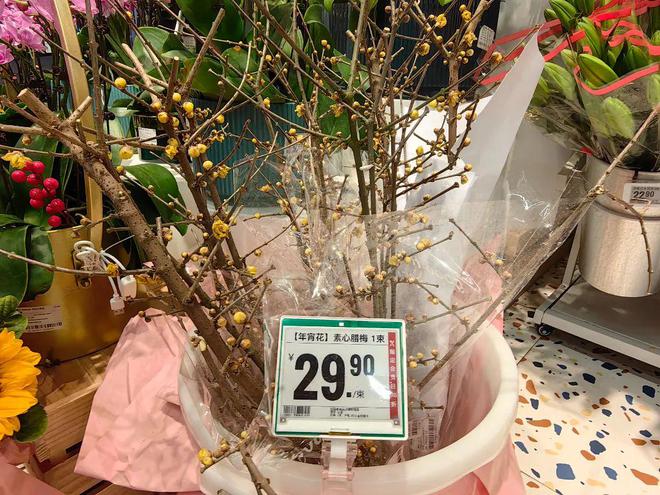 春节临近年宵花迎来热销(图4)