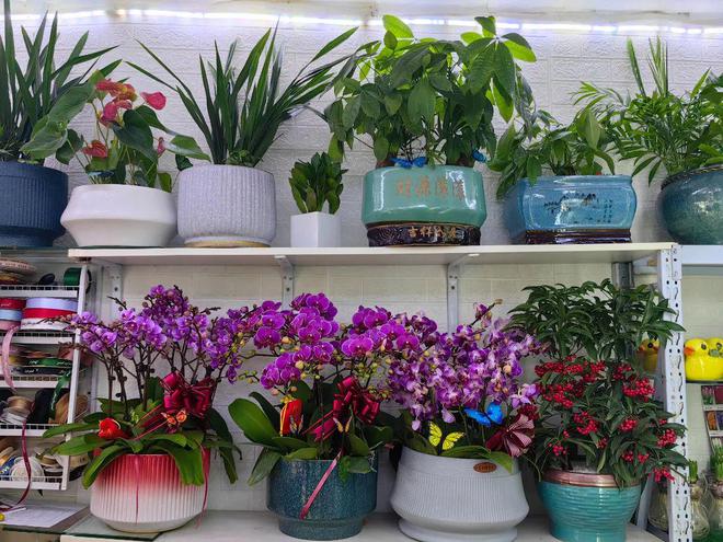 春节临近年宵花迎来热销(图5)