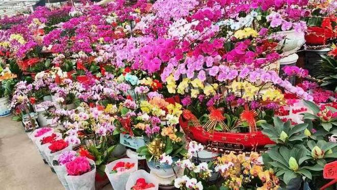 繁花吐艳庆金龙！第五届青岛年宵花节开幕(图2)