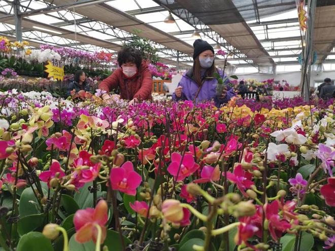 繁花吐艳庆金龙！第五届青岛年宵花节开幕(图3)