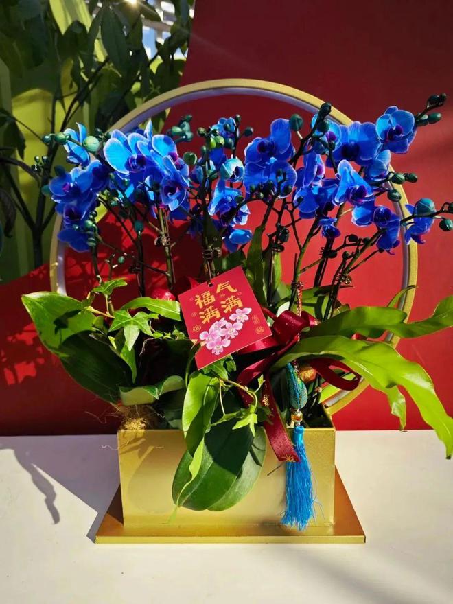 花卉均价约低10%还可享折扣优惠！来闵行这个展厅挑选年宵花→(图4)