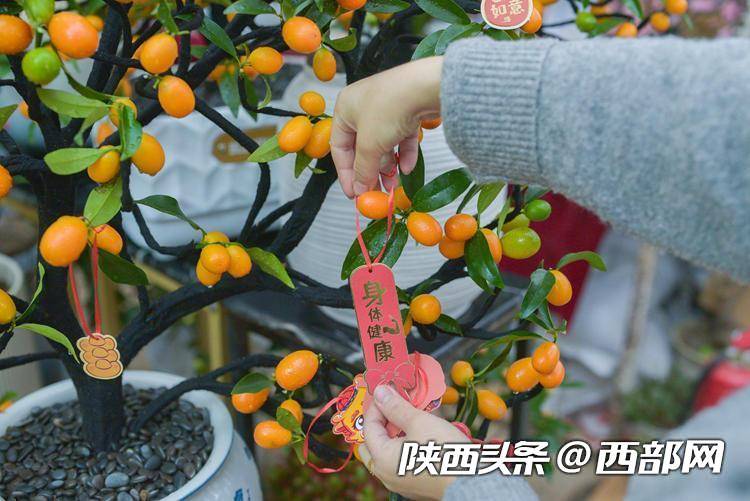 西安花卉市场持续升温(图3)